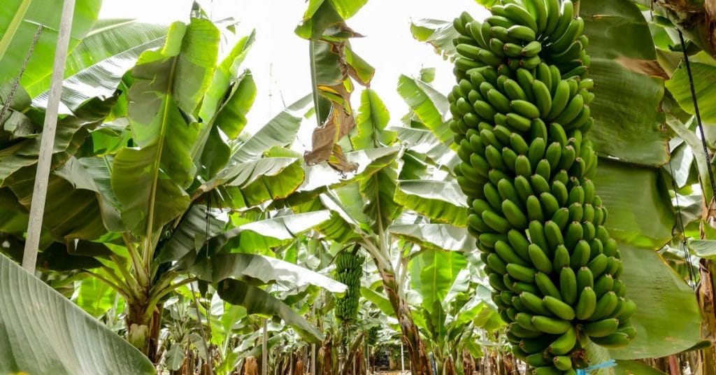 Production de bananes desserts en Côte d’Ivoire : Les travailleurs crient leur misère