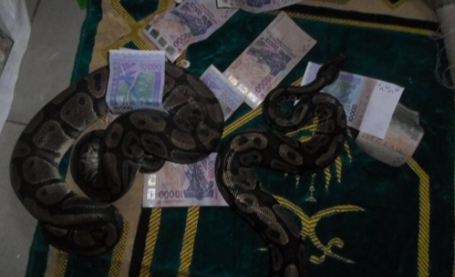 Insolite-Sénégal :Un serpent se transforme mystérieusement e