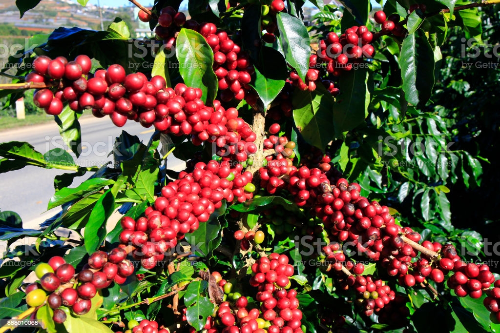 UEMOA Matières Premières exportées : Le prix du café a fortement progressé en décembre