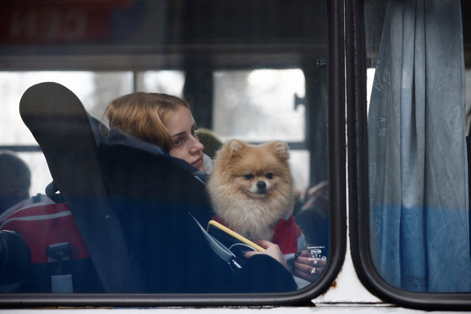Bombardements des villes Ukrainiennes : Des animaux sauvés par les secouristes