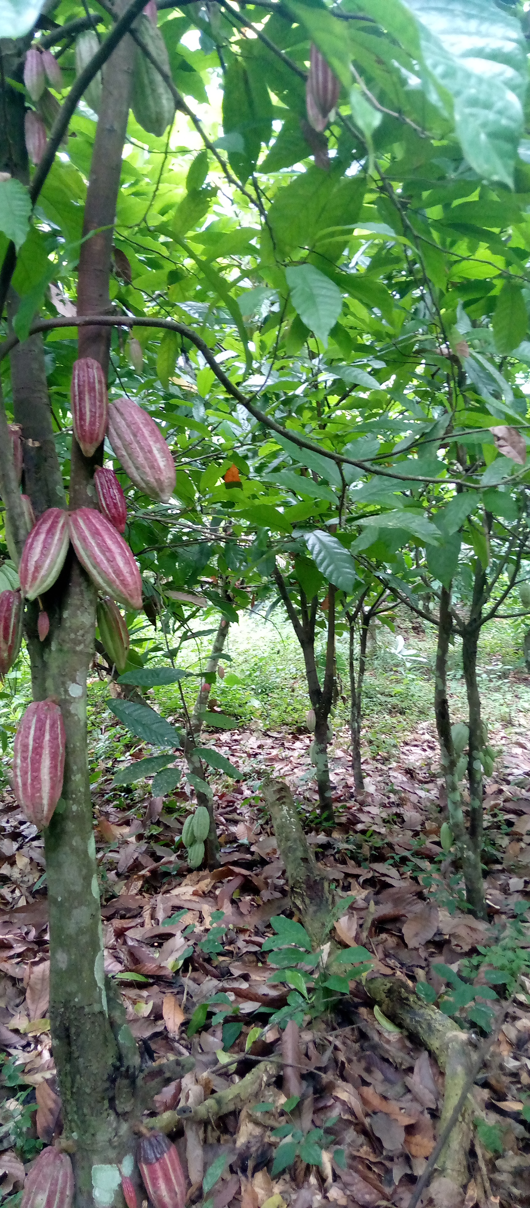 Agriculture/ Le prix du cacao fixé à 900 f fait grincer les dents aux planteurs.