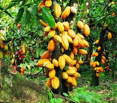 Le Kg de Cacao passe de 900 à 1000f, le café à 900 f