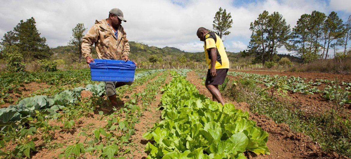L’ Avenir de l’Agritech se dessine en Afrique