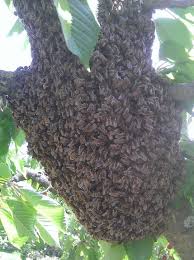 Dabou/ Des abeilles assiègent une école.La débandade. Les cours suspendus