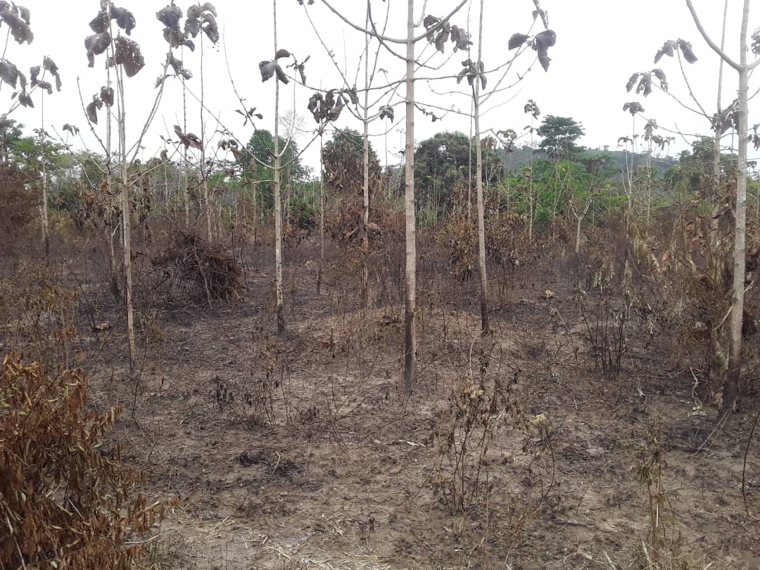 Bangolo/ Un paysan met le feu à sa parcelle et est retrouvé
