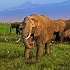 N'Douci/ Des éléphants sèment la terreur dans des plantations