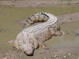 District autonome d'Abidjan/ Des crocodiles font leur retour dans la rivière du Banco