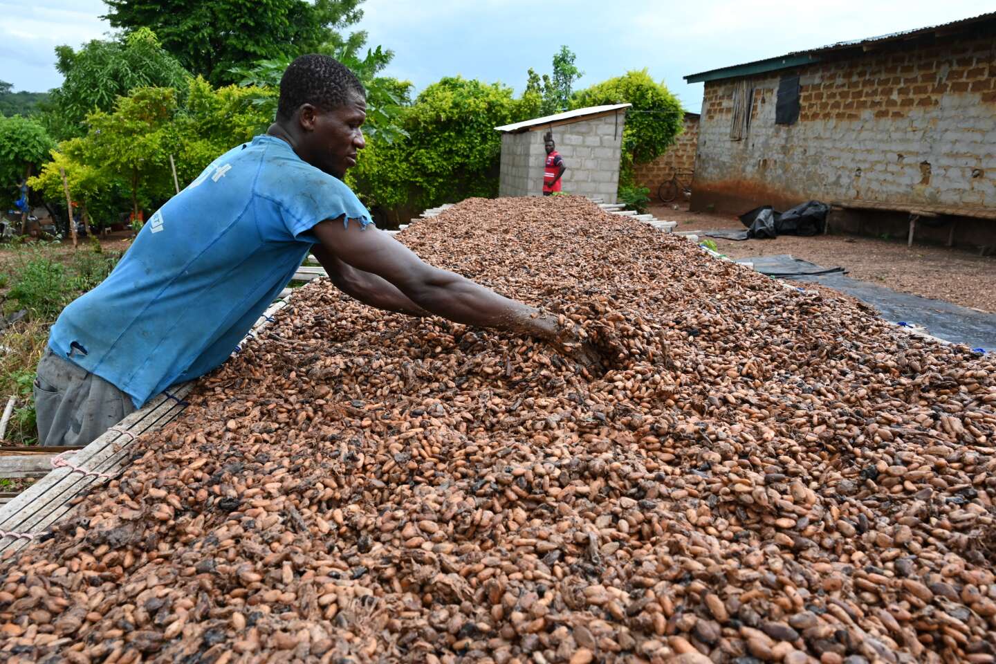 Filière Café-cacao/ Le prix du cacao fixé à 1800 F. La réaction mitigée des producteurs.