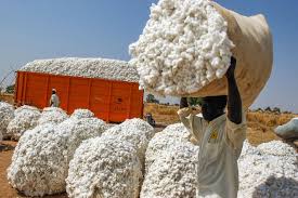 Exportation du coton et de l’anacarde/ Le gouvernement adopte de nouvelles mesures