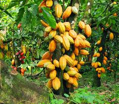 Envolée dans la filière cacao/Le nouveau prix fixé à 2200 F
