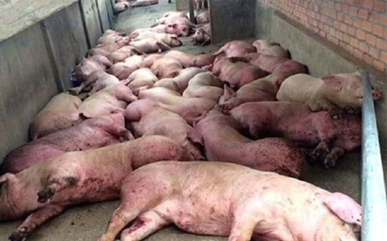 Peste porcine/ 108 286 porcs abattus dans 19 localités/ Des