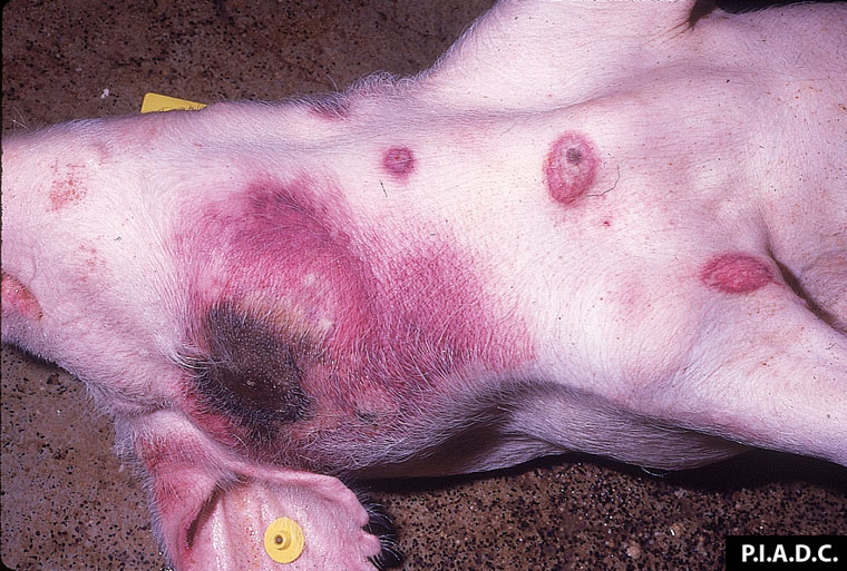 Peste porcine/ 108 286 porcs abattus dans 19 localités/ Des