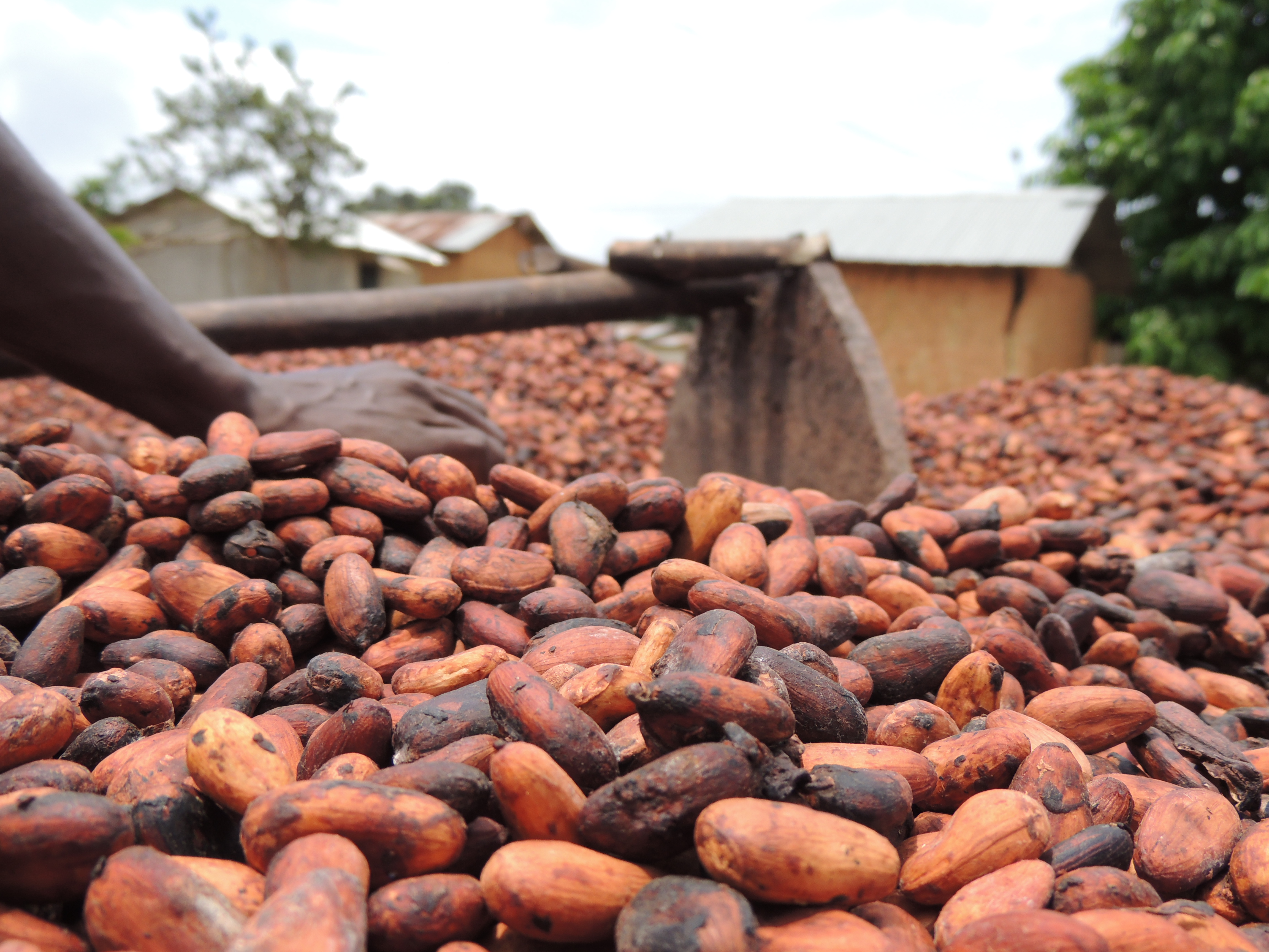 Un cultivateur manipule des cabosses de cacao en Côte d'Ivoire