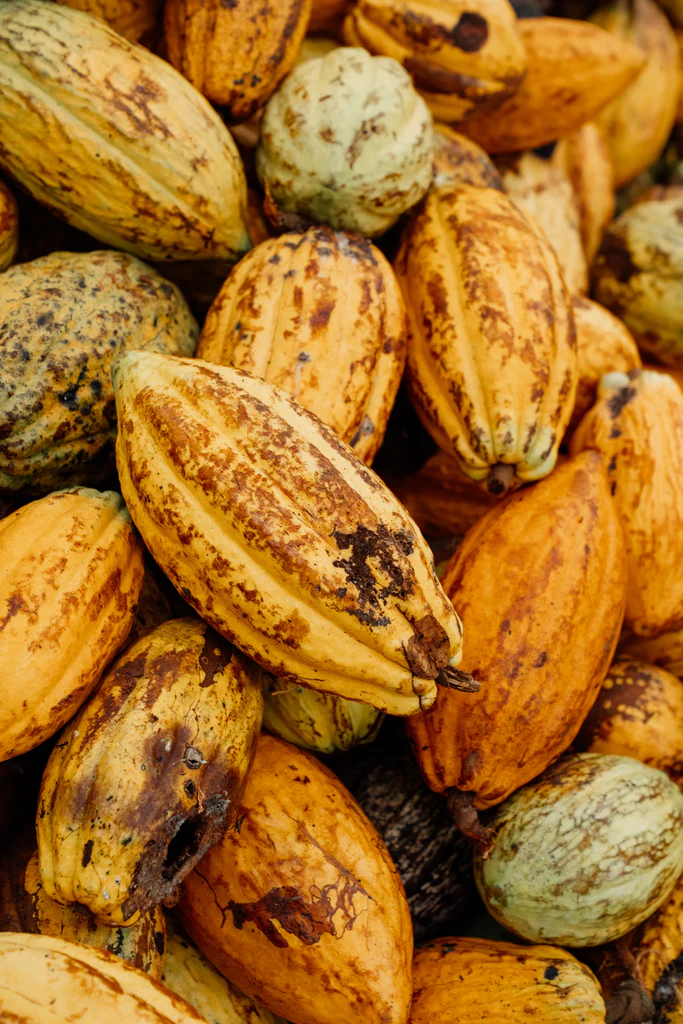 The Cocoa Circle