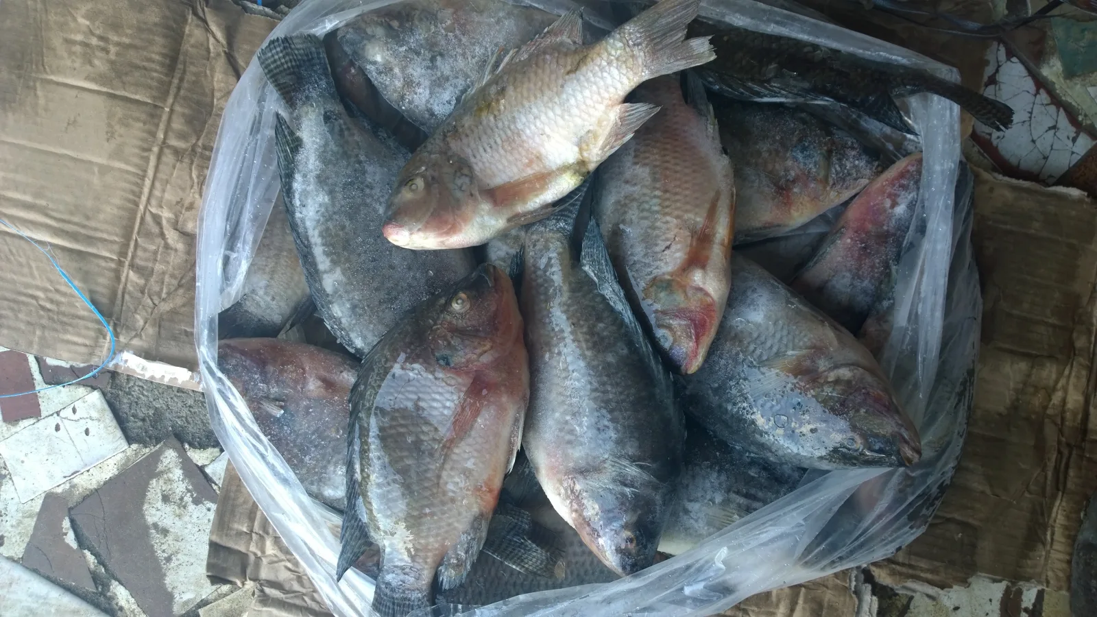 Cherté du poisson, un accord provisoire fait baisser le carton de 2 500 FCFA